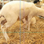 La lithiase urinaire  des agneaux