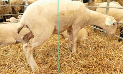 La lithiase urinaire  des agneaux