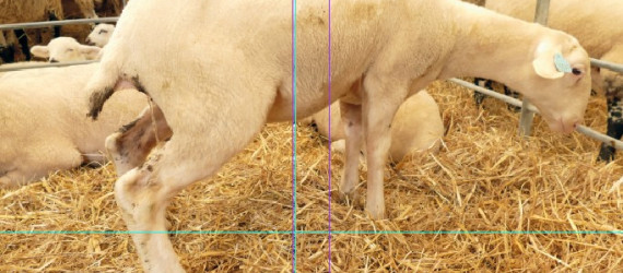 La lithiase urinaire  des agneaux