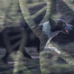 La génétique,  outil de sélection  au service  du Border Collie