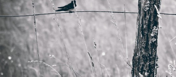 Intercultures  et faune sauvage :  compatibilité  et synergie