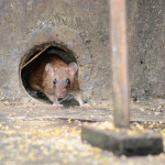 Raticides : utiliser uniquement les produits autorisés en France