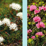 Intoxication par la famille des Ericacées :  rhododendron et azalées