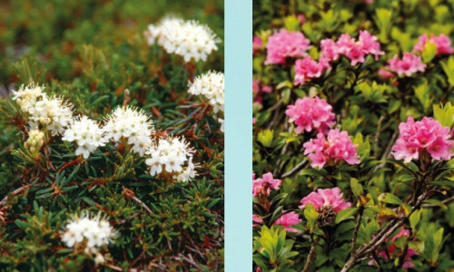 Intoxication par la famille des Ericacées :  rhododendron et azalées