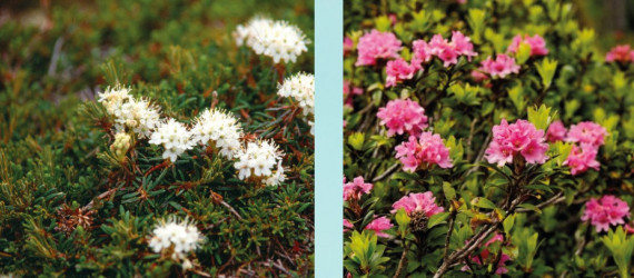 Intoxication par la famille des Ericacées :  rhododendron et azalées
