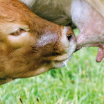 Le colostrum :  élixir de longue vie !
