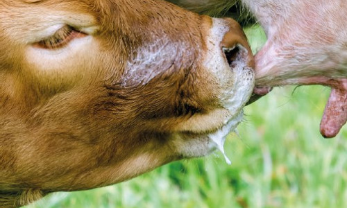 Le colostrum :  élixir de longue vie !