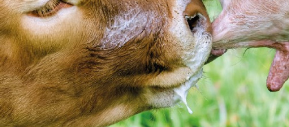 Le colostrum :  élixir de longue vie !