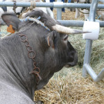 La bazadaise Une race à viande facile à élever