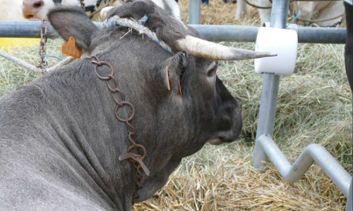 La bazadaise Une race à viande facile à élever