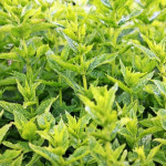 Les plantes en élevage,  une tendance en plein essor