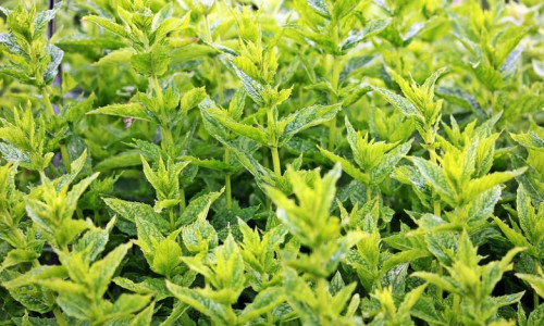 Les plantes en élevage,  une tendance en plein essor