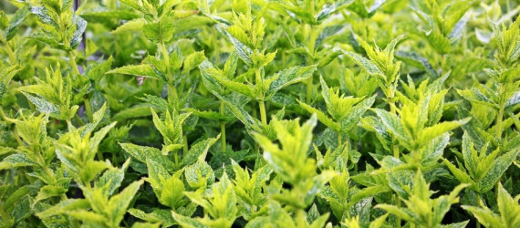 Les plantes en élevage,  une tendance en plein essor