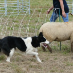 Que peut apporter un chien de conduite bien dressé sur votre ferme ?