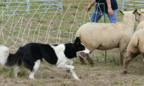 Que peut apporter un chien de conduite bien dressé sur votre ferme ?