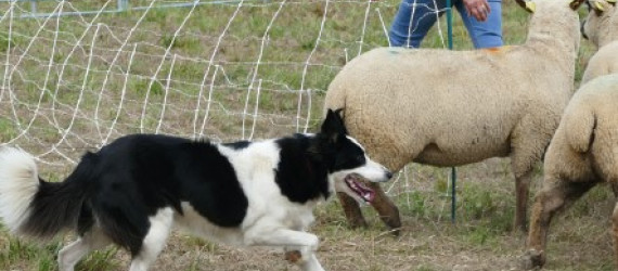 Que peut apporter un chien de conduite bien dressé sur votre ferme ?