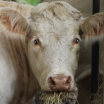 Les déchets tuent encore trop de bovins