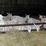 L’alimentation  post-sevrage  des chevrettes