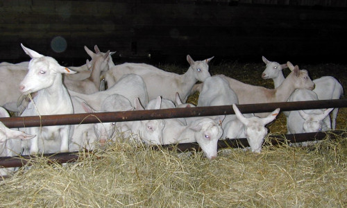 L’alimentation  post-sevrage  des chevrettes