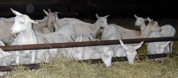 L’alimentation  post-sevrage  des chevrettes