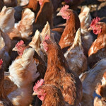 Influenza aviaire  -  Victime de la plus grave crise sanitaire de son histoire, la filière volaille de chair française appelle tous les acteurs à la mobilisation et à la solidarité