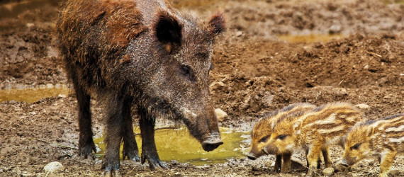 La maladie  d’Aujeszky.  Plusieurs chiens victimes