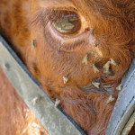 Lutte biologique contre  les insectes