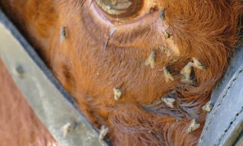Lutte biologique contre  les insectes