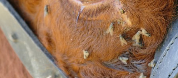 Lutte biologique contre  les insectes