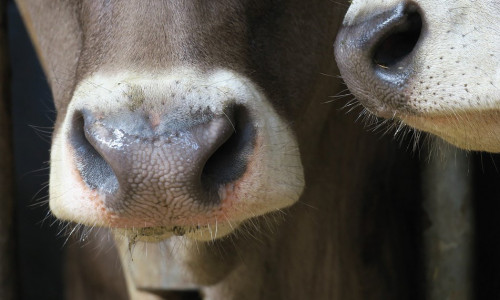 Qualité sanitaire  du maïs fourrage :  Gérer les mycotoxines  en élevage bovin