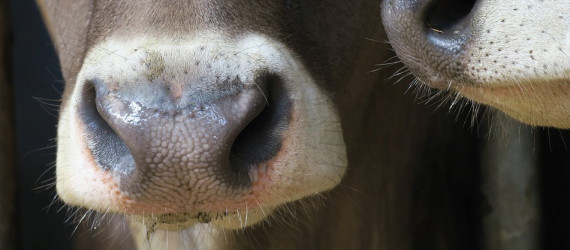 Qualité sanitaire  du maïs fourrage :  Gérer les mycotoxines  en élevage bovin