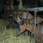 L’alimentation post-sevrage des chevrettes,  Rationnée  VS à volonté