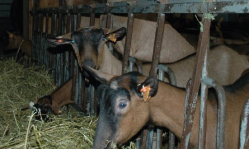 L’alimentation post-sevrage des chevrettes,  Rationnée  VS à volonté