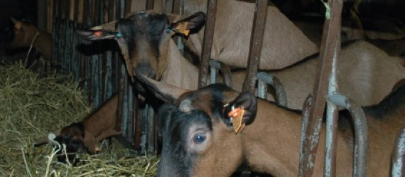 L’alimentation post-sevrage des chevrettes,  Rationnée  VS à volonté