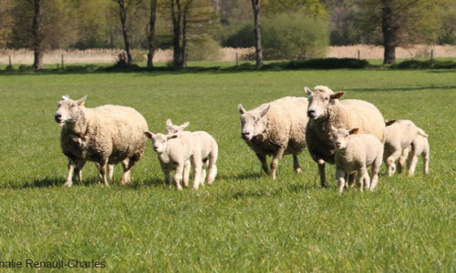 Maîtrise du parasitisme à l’herbe :  les solutions alternatives