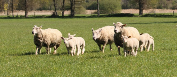 Maîtrise du parasitisme à l’herbe :  les solutions alternatives