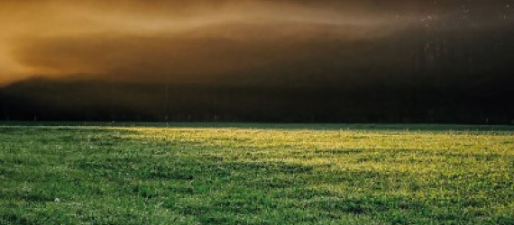Non ! Chauler une prairie n’améliore pas toujours  la disponibilité des éléments minéraux