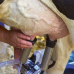 Un outil pour calculer le prix d’équilibre du lait