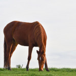 La santé des chevaux au cœur d’une nouvelle unité mixte technologique