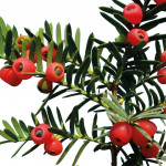 Intoxication par l’if  Taxus baccata Linné 1753