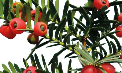 Intoxication par l’if  Taxus baccata Linné 1753