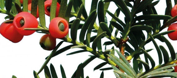 Intoxication par l’if  Taxus baccata Linné 1753