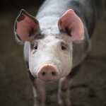 Filière porcine : une revalorisation du prix du porc indispensable