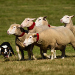 Concours Européen de Chien de berger Spécial Border Collie du 25 au 28 août 2022