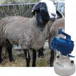 Ruminants  et coup de chaleur