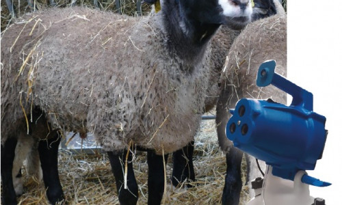 Ruminants  et coup de chaleur