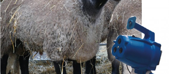 Ruminants  et coup de chaleur