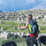 Transhumance Quand les drailles deviennent GR