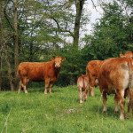 Agroforesterie Où en est on  en France ?