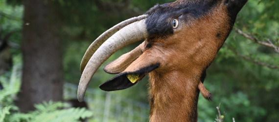 Le projet APaChe s’intéresse  aux Arbres Pâturés par les Chèvres